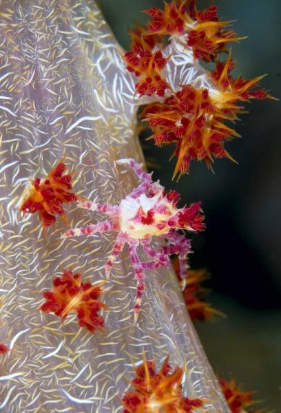 Indonesia Decorator crab blends with soft coral